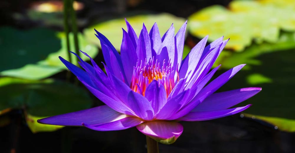 The Blue Lotus Ceremony for Beginners